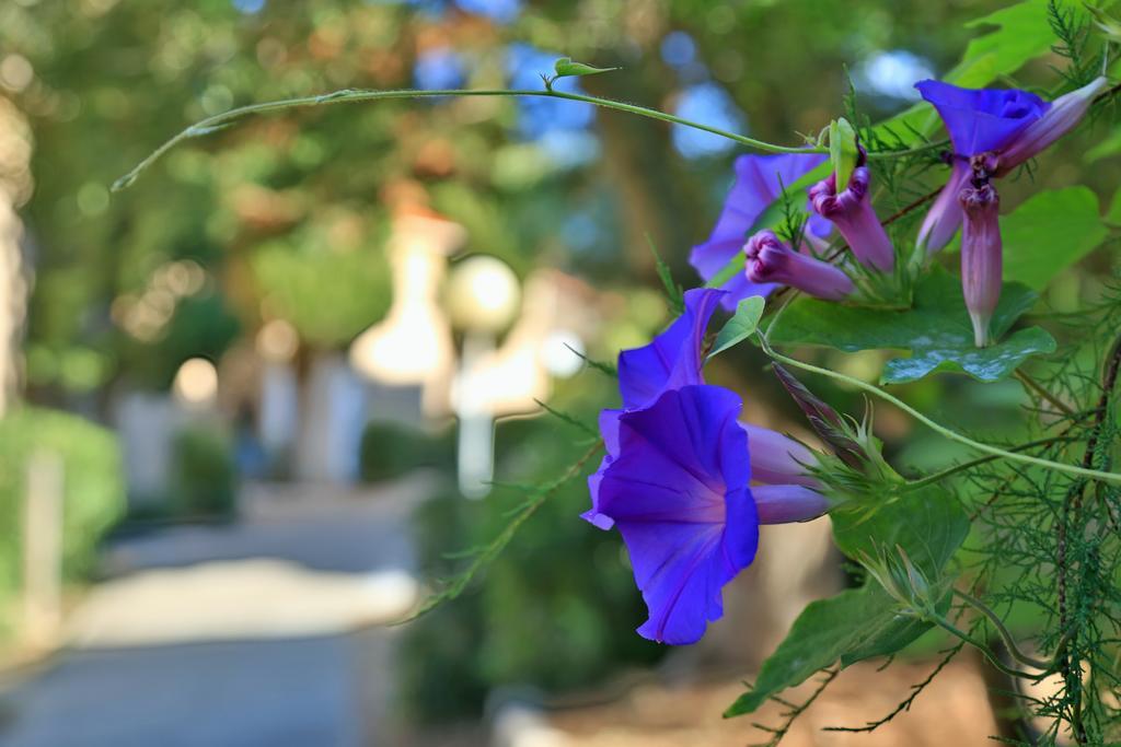 Village De Vacances Paese Di Lava, Grand Ajaccio 阿拉塔 外观 照片